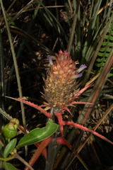 Ananas comosus bracteatus