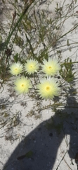 Edmondia