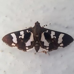 Desmia bajulalis