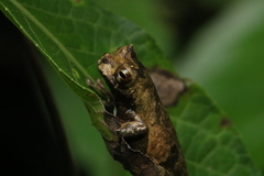 Dendropsophus kamagarini