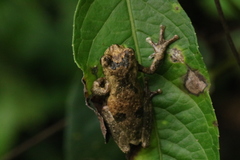 Dendropsophus kamagarini