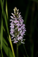 Dactylorhiza fuchsii