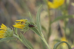 Rhodobaenus tredecimpunctatus