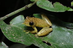 Dendropsophus sarayacuensis