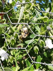 Cadeguala occidentalis