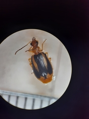 Lebia solea