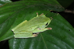 Phyllomedusa tarsius