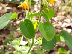 Oxalis divaricata