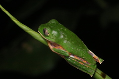 Callimedusa tomopterna