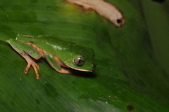 Callimedusa tomopterna