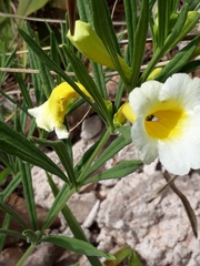 Anemopaegma arvense