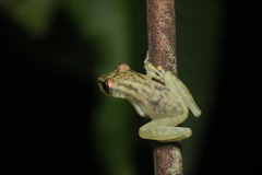Scinax ictericus