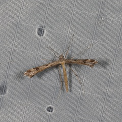 Stenoptilia coloradensis