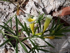 Anemopaegma arvense
