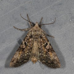 Anaplectoides pressus