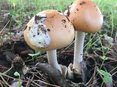 Amanita subnudipes