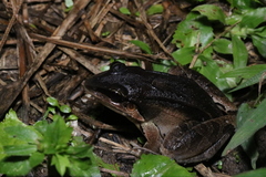 Leptodactylus bolivianus
