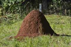 Cornitermes cumulans