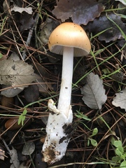 Amanita subnudipes