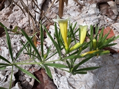 Anemopaegma arvense