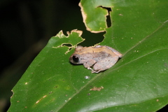 Pristimantis ockendeni