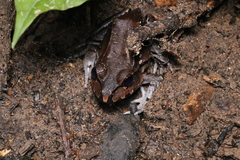 Leptodactylus knudseni