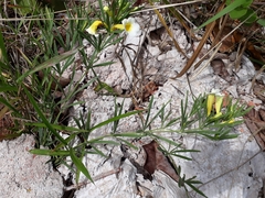 Anemopaegma arvense