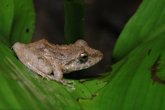 Pristimantis fenestratus