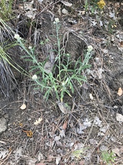 Pseudognaphalium leucocephalum