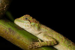 Diploderma swinhonis