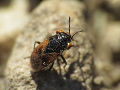 Geocoris pallidipennis