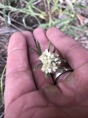 Pseudognaphalium leucocephalum