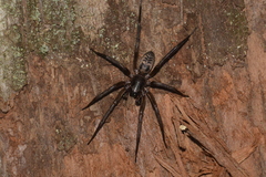 Xeropigo