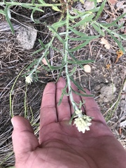Pseudognaphalium leucocephalum