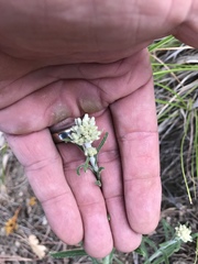 Pseudognaphalium leucocephalum