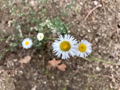 Erigeron oreophilus