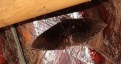 Lygniodes endoleucus