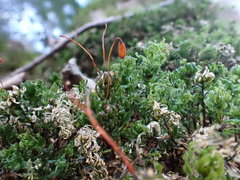 Mnium spinosum