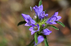 Campanula lingulata