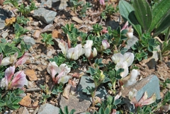 Trifolium eximium