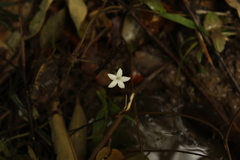Geophila