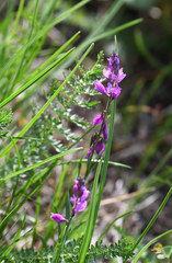 Polygala nicaeensis