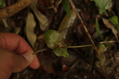 Geophila