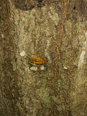 Parcoblatta caudelli