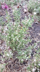 Dittrichia graveolens