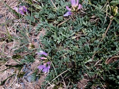 Astragalus tibetanus