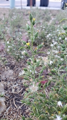 Dittrichia graveolens