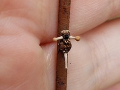 Ophiocordyceps dipterigena
