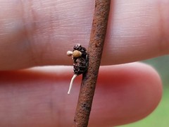 Ophiocordyceps dipterigena