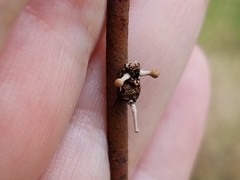 Ophiocordyceps dipterigena